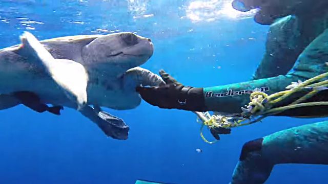 seaturtle5