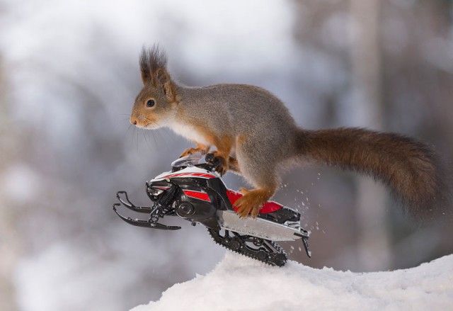 wintersportssquirrel2_e