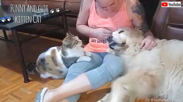 cutedogsncats3_640