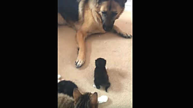kitten2
