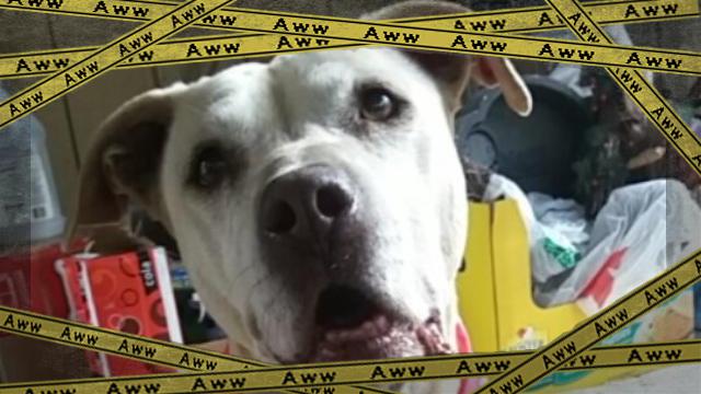 dog-24 [www-frame
