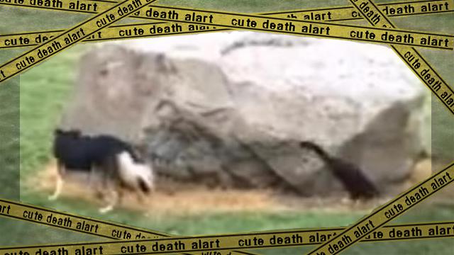 dogandduck test-frame