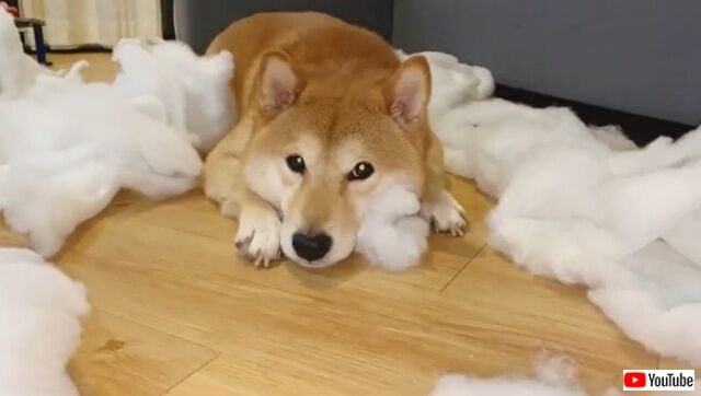dogatesofa5_640