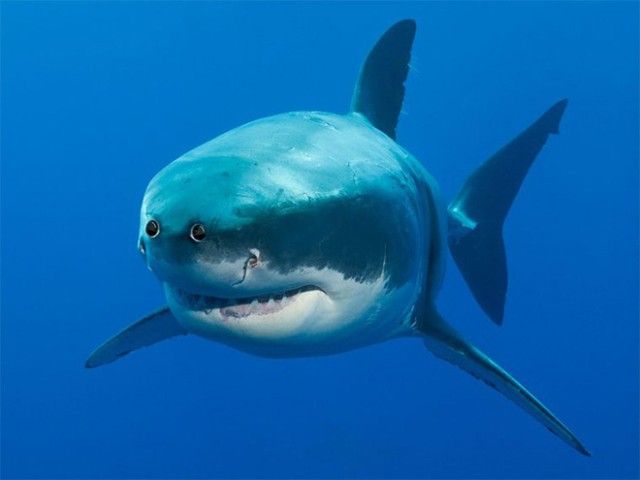 front-eyes15_e