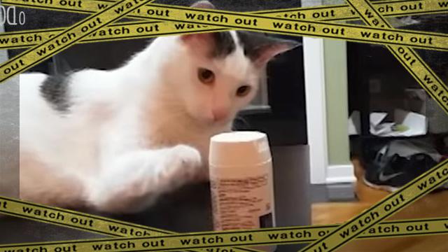 cat -frame