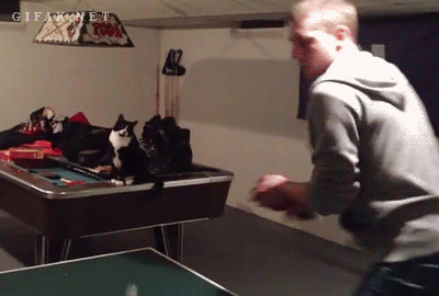 cat-bros-that-will-never-leave-you-hanging-4