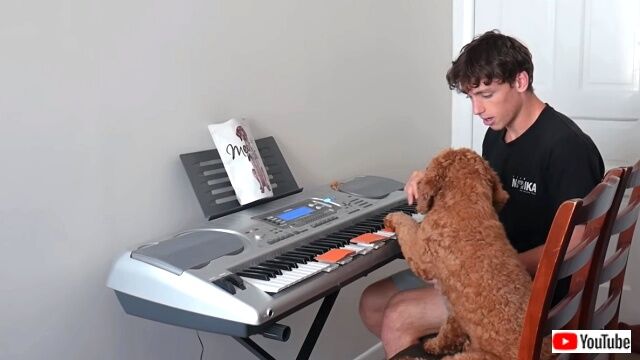 pianodog6_640