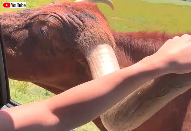 safarianimals4_640