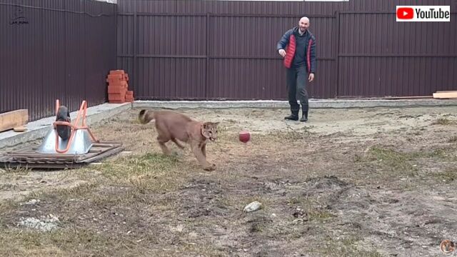 messinball5_640