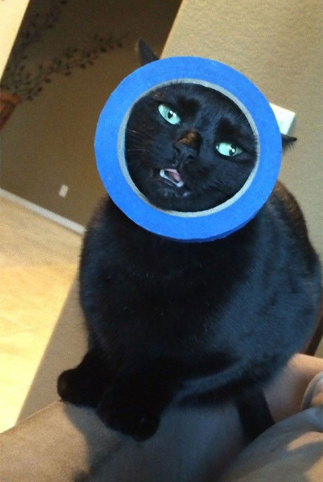 funny-idiot-cats-262-5ae07eaa6de91__605_e