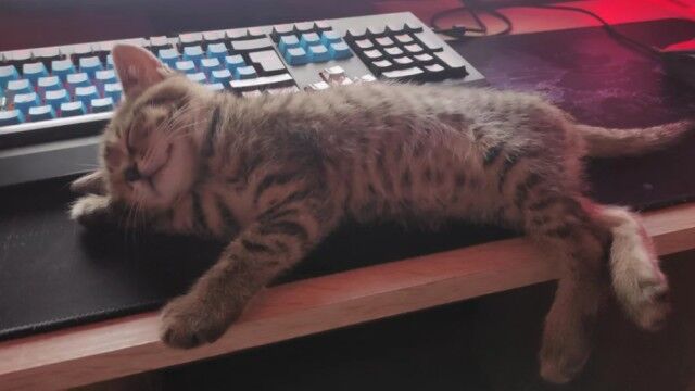 飼い主の宿題を邪魔する子猫の可愛さ。パソコンの前で寝そべる子猫の魅力にReddit民もメロメロ。