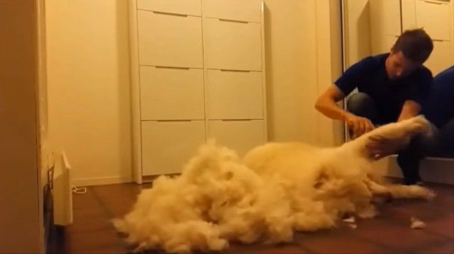 groomingsamoyed4_e