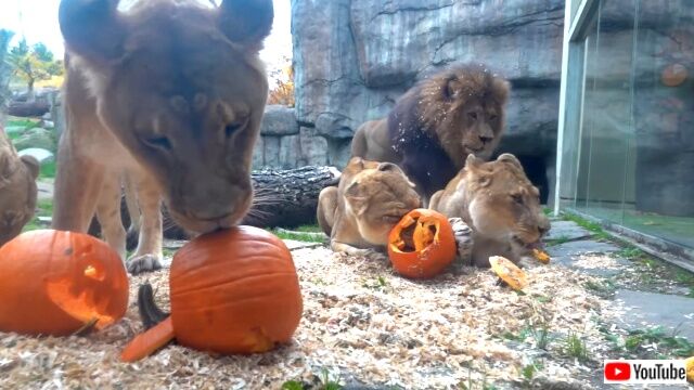 lionswpumpkins3_640