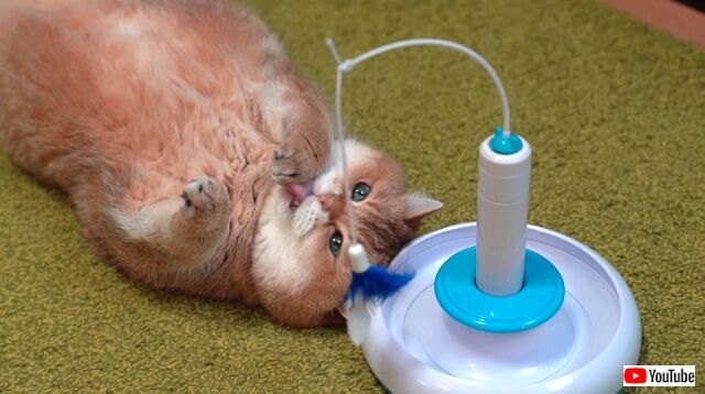 lazycatwatoy6_640