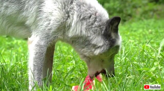 wolveslovewatermelon2_640