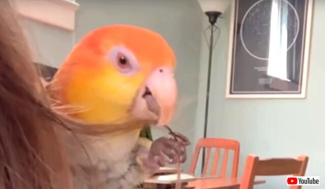 turtlethebird_640