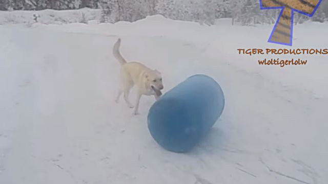 dogsnsnow12