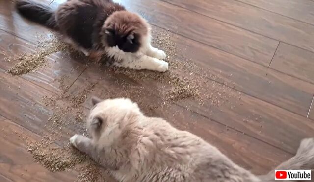 catnip2_640