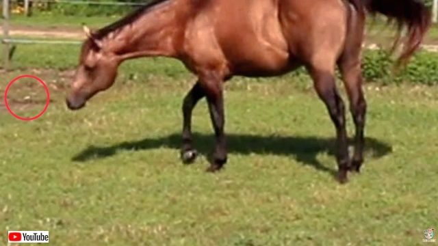 horsenbutterfly2_640