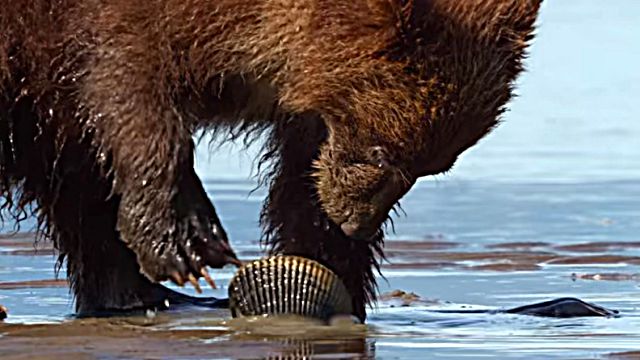 clamncub1