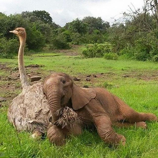 ostrich-snuggles-orphaned-elephants-5_e