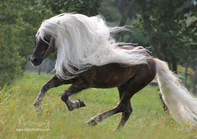 horse3_e