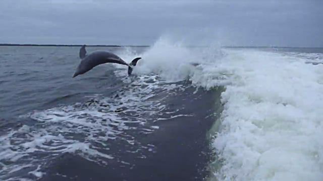 dolphincollision1