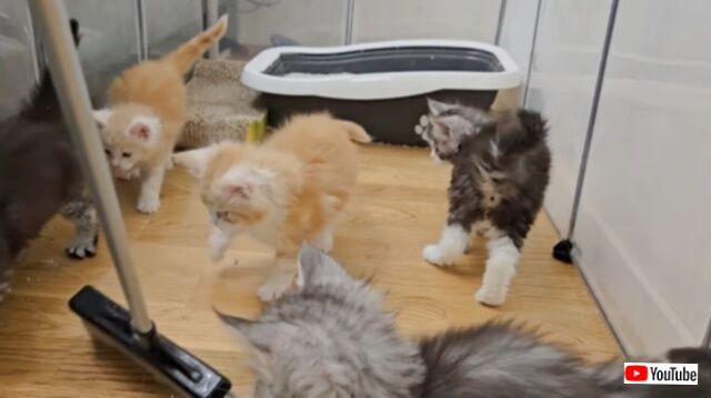 「何してるの、手伝うニャ！」メインクーンの子猫たち、ホウキを追いかけてお掃除の邪…お手伝いをする