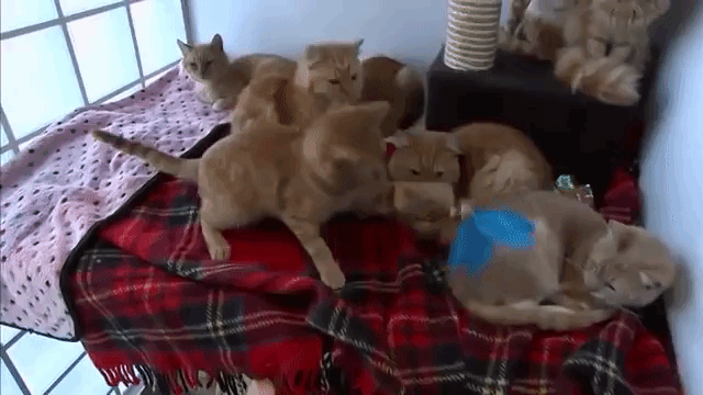 みんな元気で本当に良かった ダンボール箱で捨てられていた猫たち ひとまずもう安心の模様 マランダー みんな元気で本当に良かった ダンボール箱で捨てられていた猫たち ひとまずもう安心の模様 マランダー