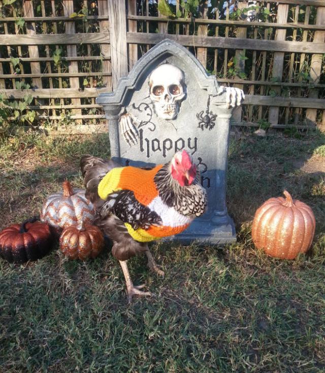 chicken-2 [www.imagesplitter.net]