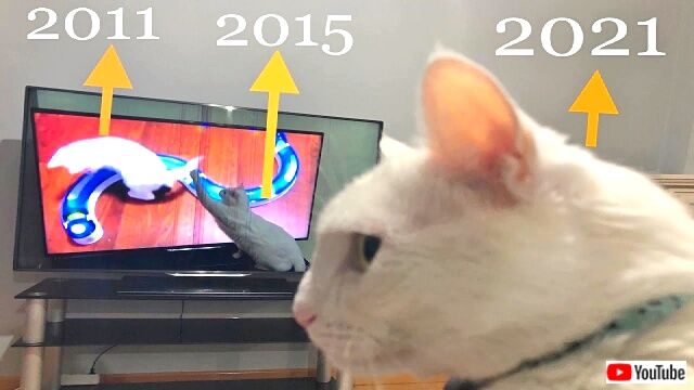 兄猫「昔の動画を弟たちに見せニャいで！」若い頃の姿は封印したかった長男猫と、無邪気な子猫ズとわんこのビデオ