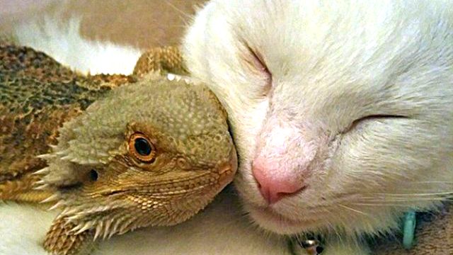 05-bearded-dragon-cat-friendship-664x859_ea