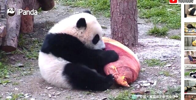 bambooshootcushion1_640