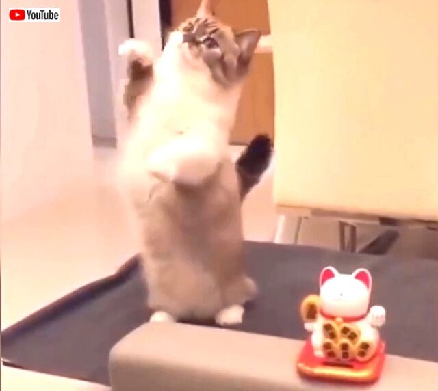 catntoys5_640