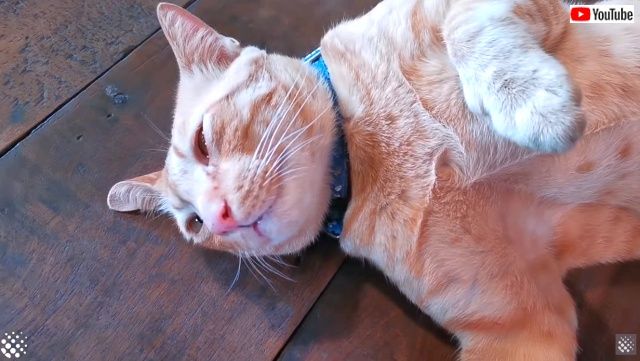 lazysleepingcat3_640