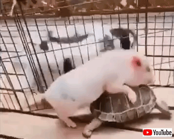 cutebabyanimals8
