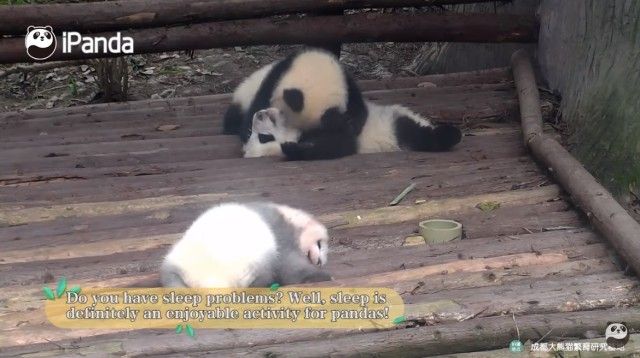 pandatop52_e0