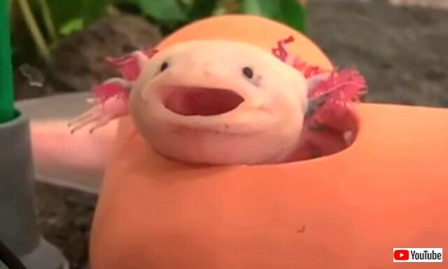 axolotls3_640