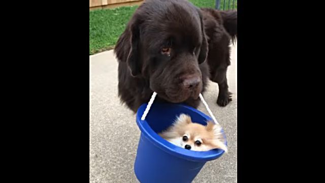 puppyinbuckets2