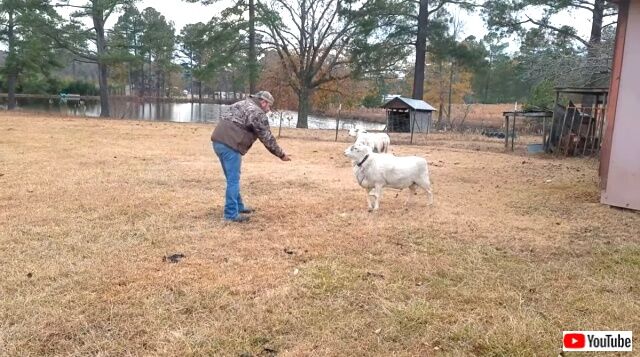 sheepattack2_640