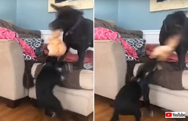 catndogs2_640