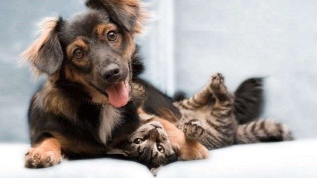catsndogs8_e
