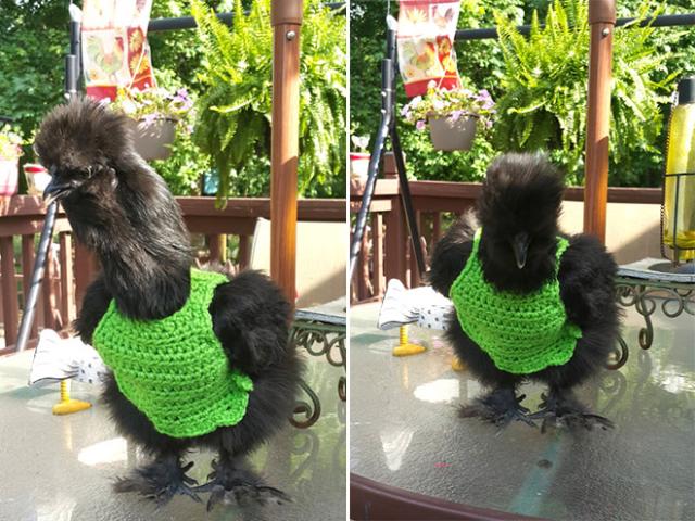 chicken-13 [www.imagesplitter.net]