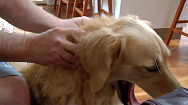 massagedog3