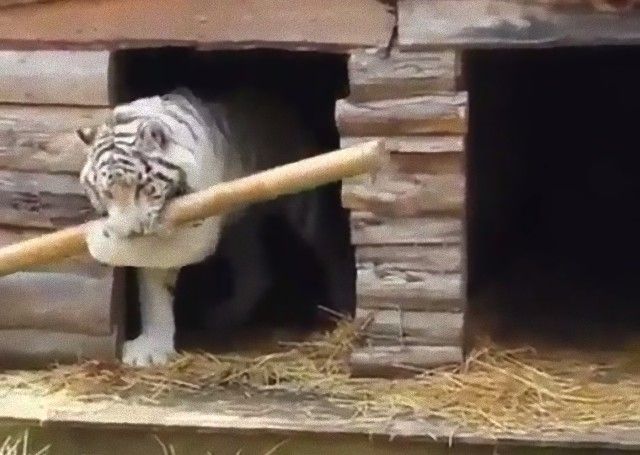 tigerwasadog3_e