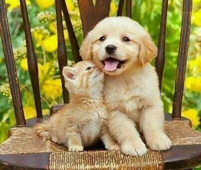 catndogcute51_e