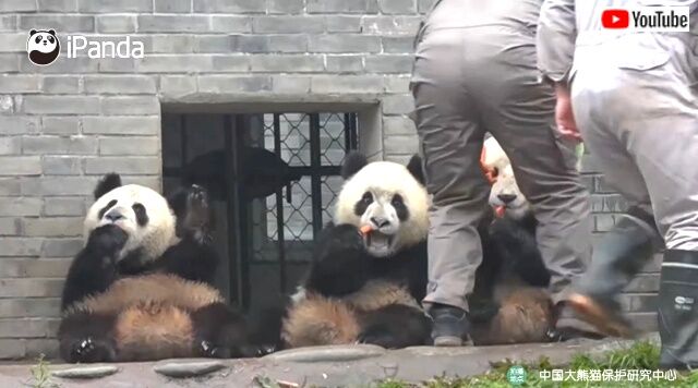 untidypandas1_640