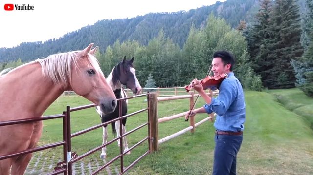 horseslikeviolin0_640