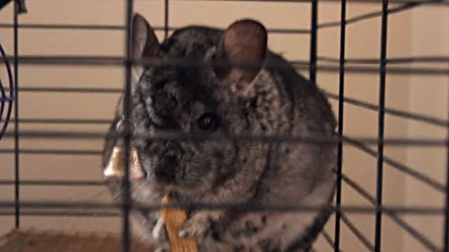 Chinchilla1