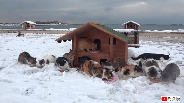 cathouse9_640